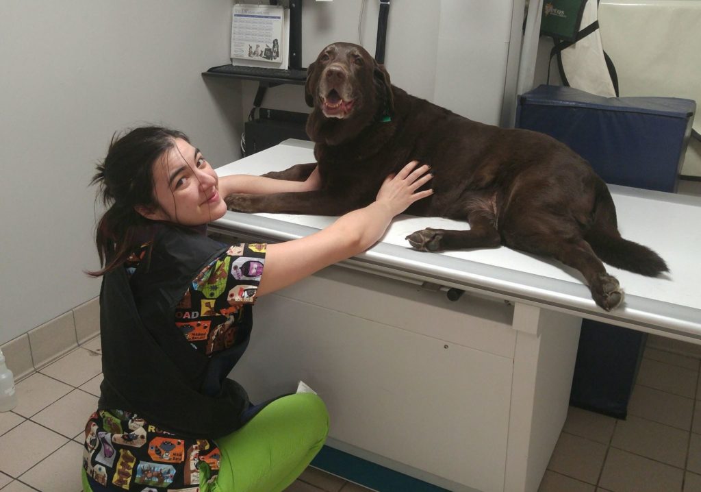 vet tech with dog on exam table, veterinary hospital, dog wellness exam