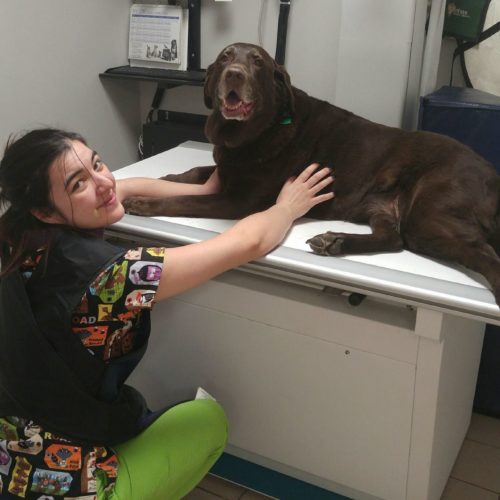 Vet Tech With Dog On Exam Table, Veterinary Hospital, Dog Wellness Exam