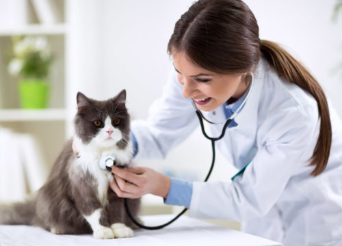 Veterinarian Checking Cat's Heartbeat