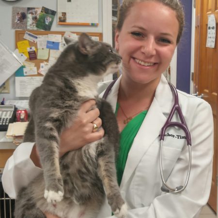 Veterinarian Holding Cat, Western MA Veterinarian, Springfield MA Veterinarian, Animal Hospital, East Springfield Veterinary Hospital
