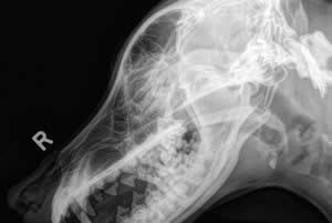 animal x-ray, pet x-ray, animal imaging services, animal laboratory