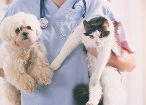 Vet Tech Holding A Cat And Dog