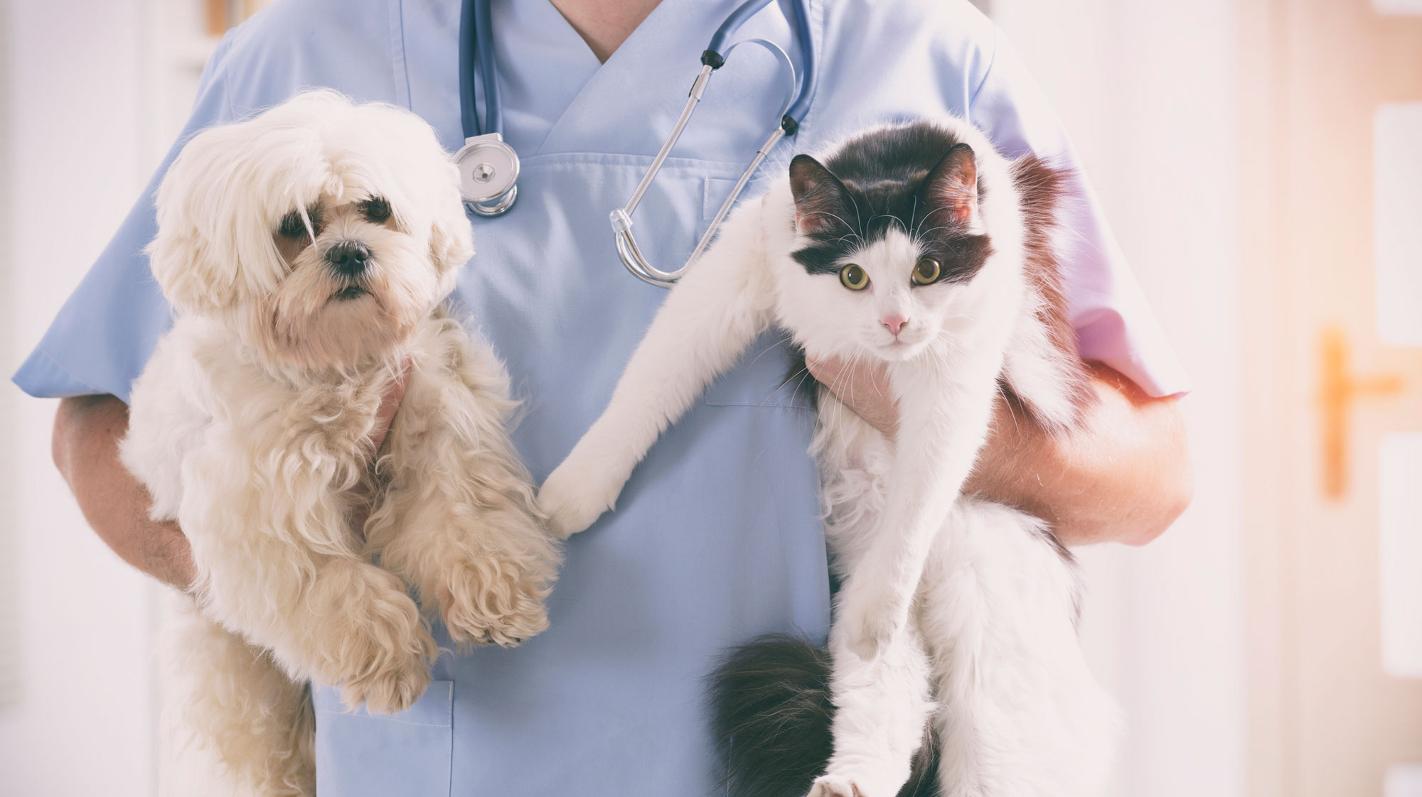 Vet tech holding a cat and dog