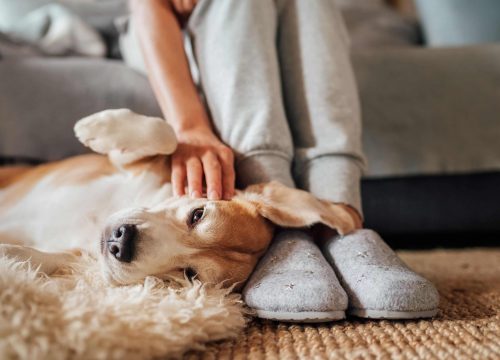 Dog Laying On Floor Being Pet By Human, Pet Separation Anxiety, Dog Separation Anxiety Help