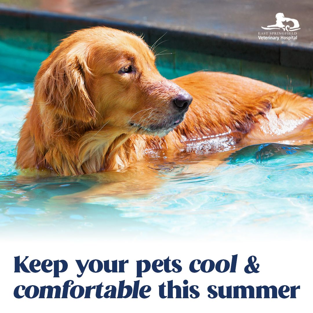 warm weather pet safety, summer pet safety tips, pet safety tips, pet care tips, summer pet care