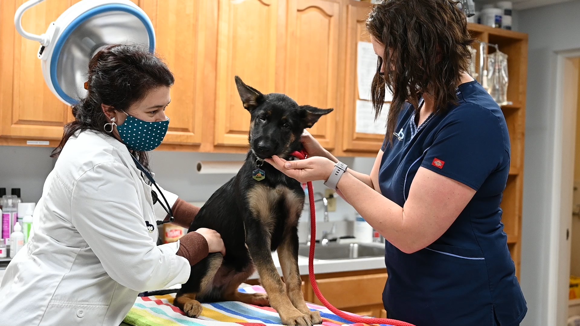 Pet Wellness Exams - East Springfield Veterinary Hospital