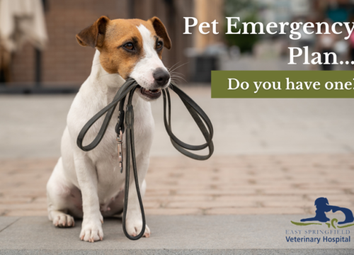 Pet Disaster Preparedness, Pet Emergency Tips, Pet Emergency Preparation, Protect Pets In Emergency