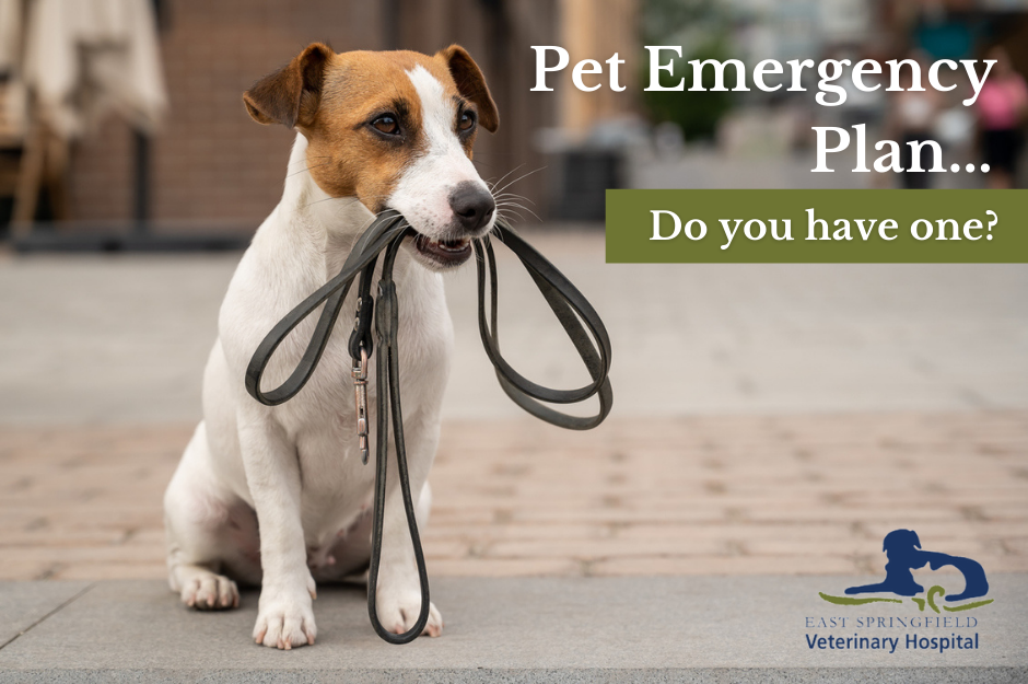 pet disaster preparedness, pet emergency tips, pet emergency preparation, protect pets in emergency