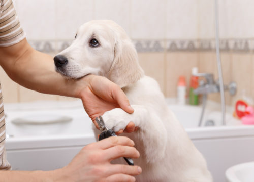 Puppy Getting Nails Clipped, Pet Grooming, Grooming Your Pet At Home