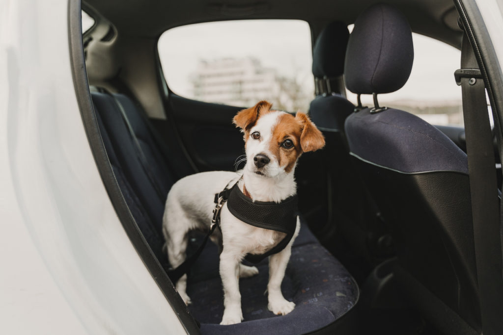 small dog in the backseat of a car wearing a safety harness, traveling with pets, pet travel, dog harness