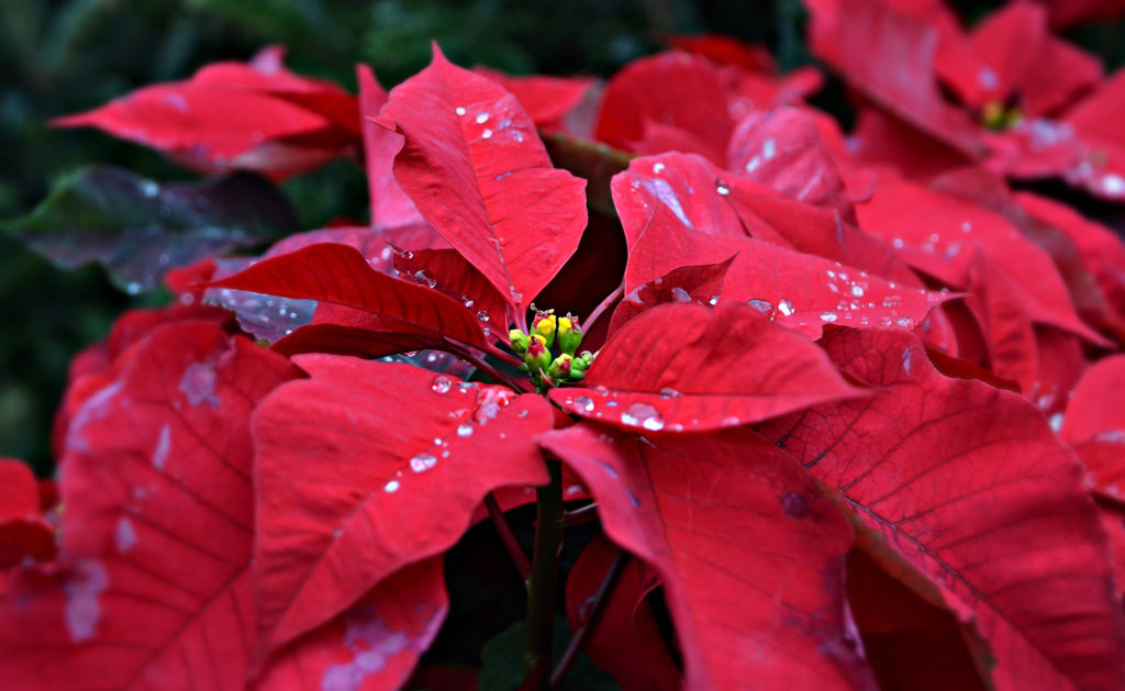 Close up of red poinsettias, pet holiday tips, holiday planning tips for pet owners, toxic plants for pets