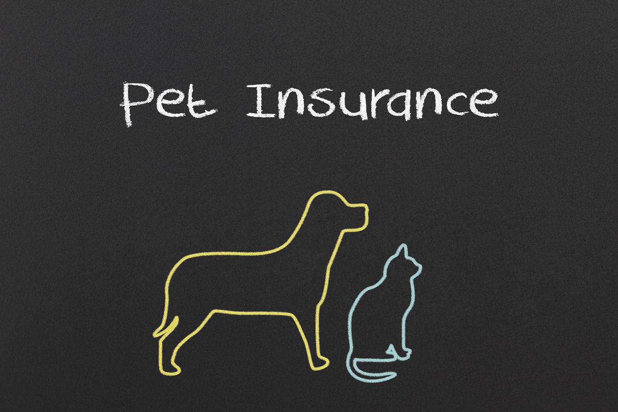 is pet insurance worth it, pet insurance information, vet pet insurance