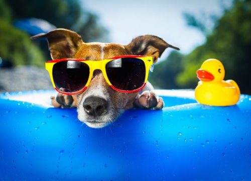 Dog Cooling Off In Pool With Sunglasses, Too Hot To Walk Dog, Dog Heatstroke, Dog Summer Care