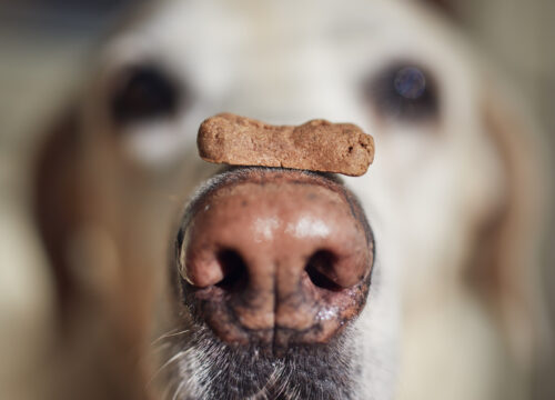How To Choose Healthy Treats For Your Dog - East Springfield Veterinary Hospital
