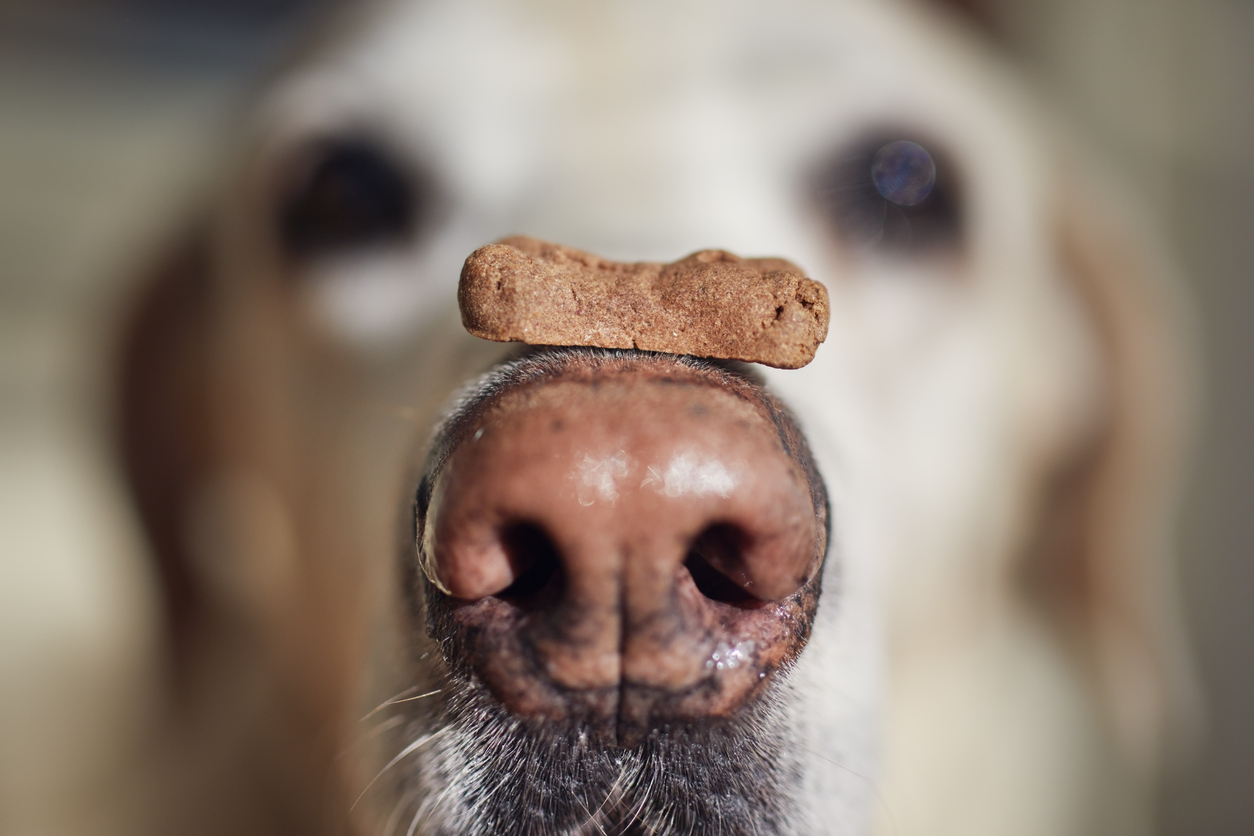 How to choose healthy treats for your dog - East Springfield Veterinary Hospital