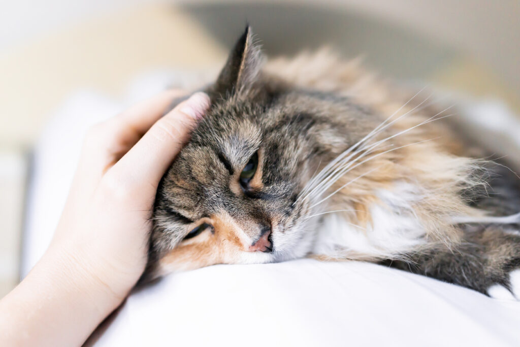 lyme disease symptoms in pets - east springfield veterinary hospital