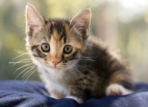 Foster A Pet Month: Tips For First-Time Pet Foster Parents - East Springfield Veterinary Hospital