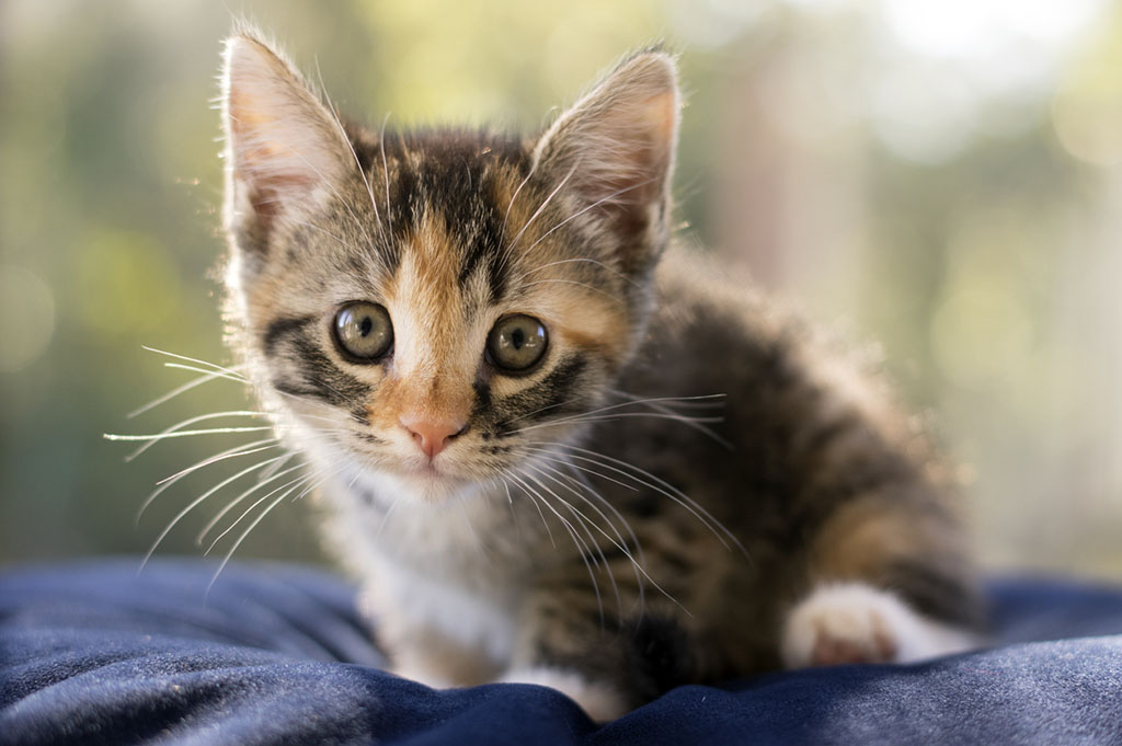 Foster a Pet Month: Tips for First-Time Pet Foster Parents - East Springfield Veterinary Hospital