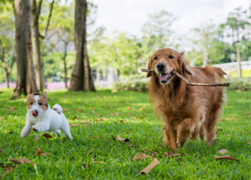 Tips For Visiting A Dog Park - East Springfield Veterinary Hospital