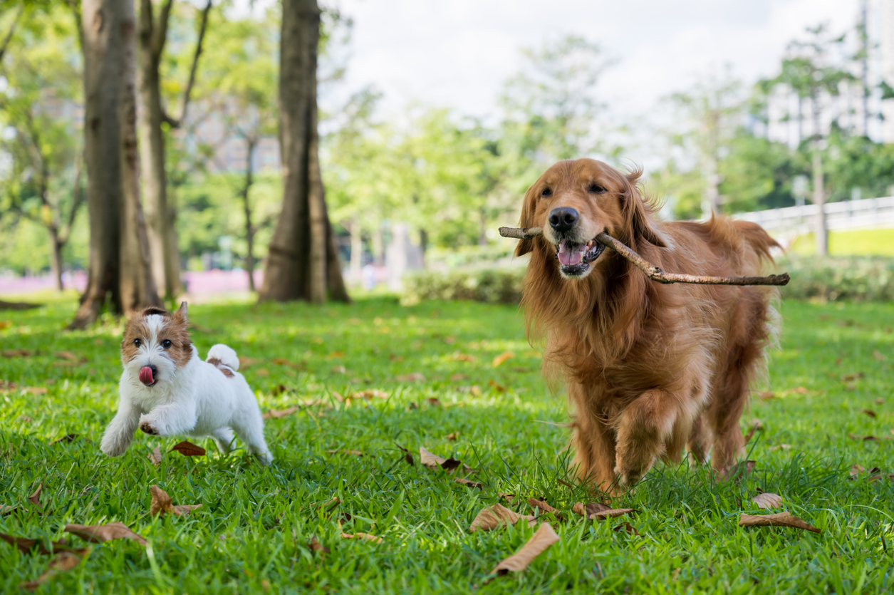 Tips for Visiting a Dog Park - East Springfield Veterinary Hospital