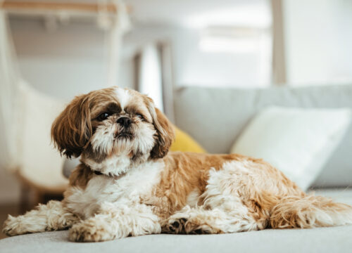 Tips For Leaving Your Dog At Home - East Springfield Veterinary Hospital Pet Tips