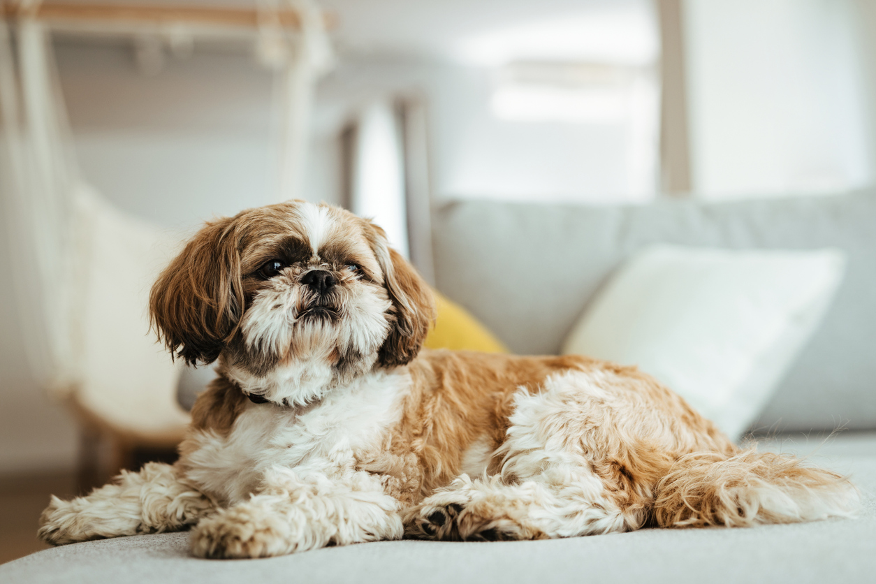 Tips for Leaving Your Dog at Home - East Springfield Veterinary Hospital Pet Tips